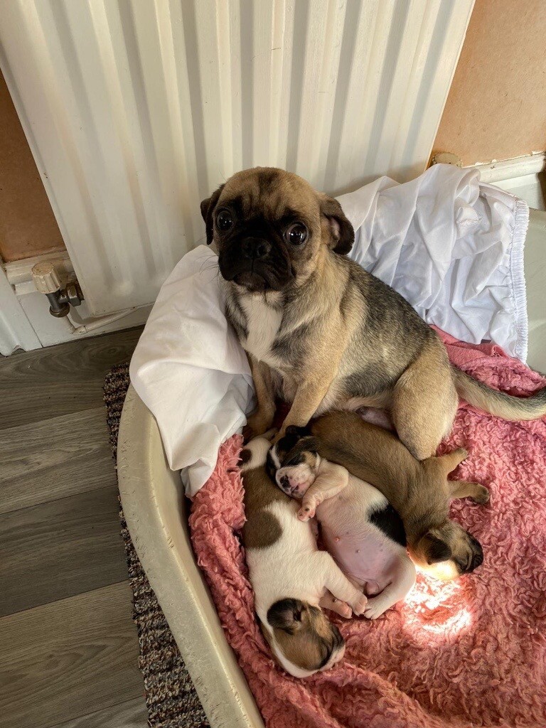 pugalier for sale gumtree